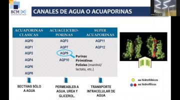 BCM 2025. Transporte a través de membranas.