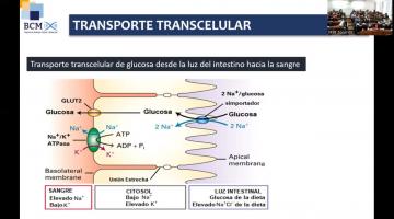 BCM 2025. Transporte a través de membrana 2da. parte.