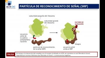 BCM 2025. Compartimientos intracelulares 2da. parte.