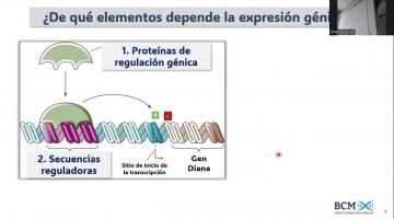BCM 2025. Regulación de la expresión génica 1º parte.