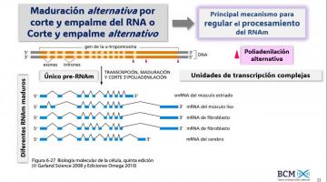BCM 2025. Regulación de la expresión génica 2da. parte.