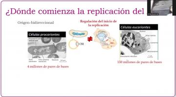 BCM 2025. Replicación de ADN.