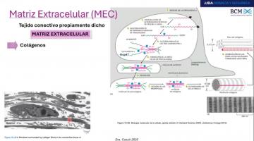 BCM 2025. Integración de células en tejidos.