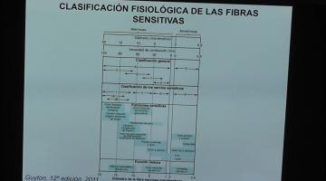 Fisiología 2026. Sensibilidad y termoalgesia.