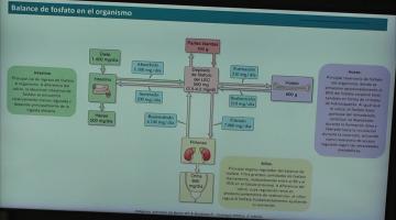 Fisiología 2026. Metabolismo fosfocálcico.