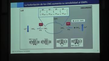 Qca. Bca. Superior 2026. Visión, transmisión de señales.