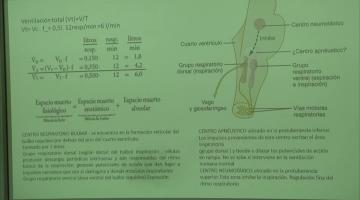 Fisiología 2026. Sistema Respiratorio.