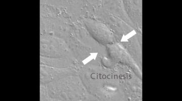 División Celular en vivo - Ciclo - Biología Celular y Molecular