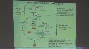 Química Biológica 2015 16 de Septiembre. Metabolismo de Glúcidos III