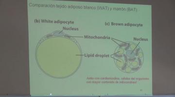 Química Biológica 2015 21 de Octubre Regulación Hormonal del Metabolismo de los Mamíferos