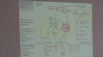 Química Biológica 26 de Octubre Regulación Hormonal del Metabolismo de los Mamíferos (II)