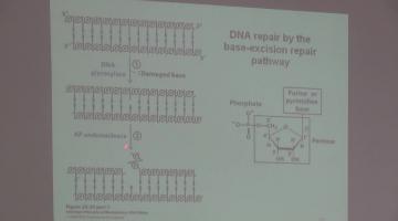 Química Biológica 2015 2 de Noviembre Metabolismo de DNA (II)