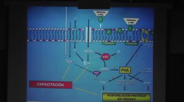 Bioquímica Clínica 2017, 29 de Agosto. Citología. Tracto Genital Masculino.