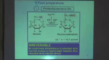 Química Biológica 2017, 31 de Agosto.Metabolismo de Glúcidos I.