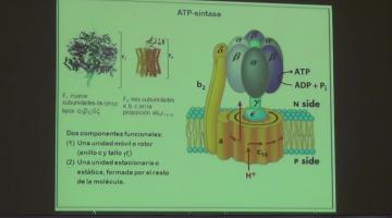 Química Biológica 2017, 14 de Septiembre. Fosforilación Oxidativa.