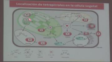Química Biológica 2017, 3 de Octubre. Fotofosforilación. Fotosíntesis.