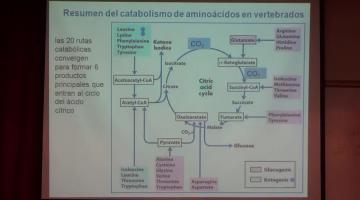 Química Biológica 2017, 10 de Octubre.Oxidación de aminoácidos y producción de Urea.
