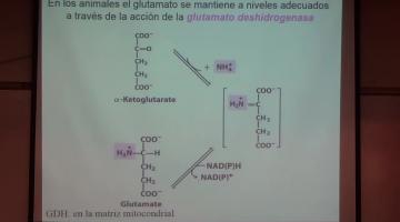 Química Biológica 2017, 12 de Octubre. Biosíntesis de aminoácidos, nucleótidos y moléculas relacionadas.