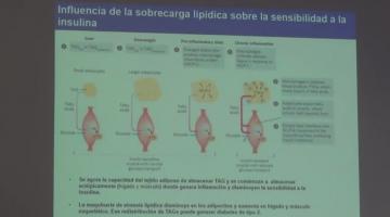 Química Biológica 2017, 19 de Octubre. Regulación Hormonal del Metabolismo de Mamíferos (II).