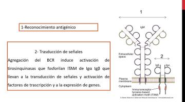 Inmunologia Teorico 4 A