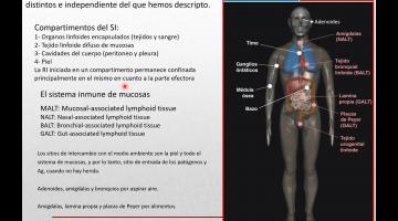 Inmunología. Teórica 6 B.