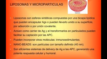 Inmunología. Adyuvantes y vacunas.