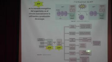 Fisiología 2020. Metabolismo Intermedio I.