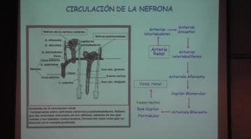 Fisiología 2022. Clase 26º Fisiología Renal I.