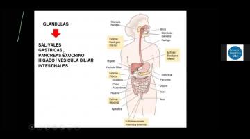 Fisiología y Patol. Humana 2021. Digestiva y Hepática.