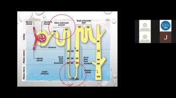 Fisiología y Patol. Humana 2021. Renal.