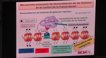 BCM 2023. Regulación de la expresión génica II.