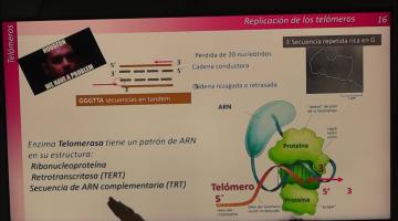 BCM 2023. Reparación y replicación del DNA II.