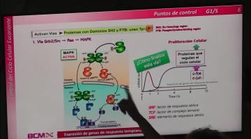 BCM 2023. Control del ciclo celular 2° parte.
