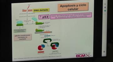 BCM 2023. Apoptosis.