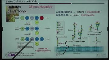 LCTA. BCM 2024 Lípidos e Hidratos de Carbono.
